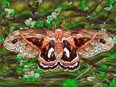 Cecropia Moth