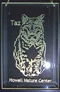 Taz
