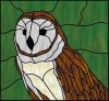 Barn Owl