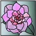 Camellia