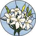 Casablanca Lily