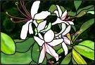 Honeysuckle