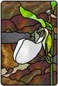 Lady Slipper