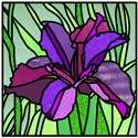 Louisiana Iris