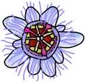 Passion Flower